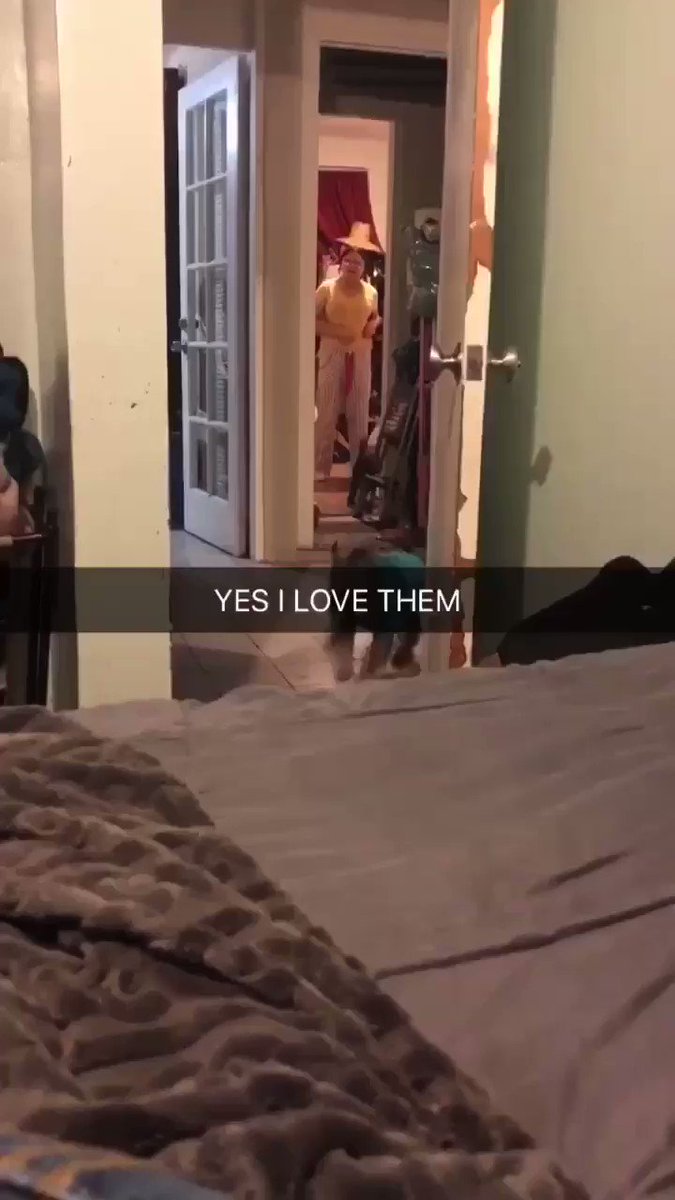 I love dogs but this is the funniest shit ever