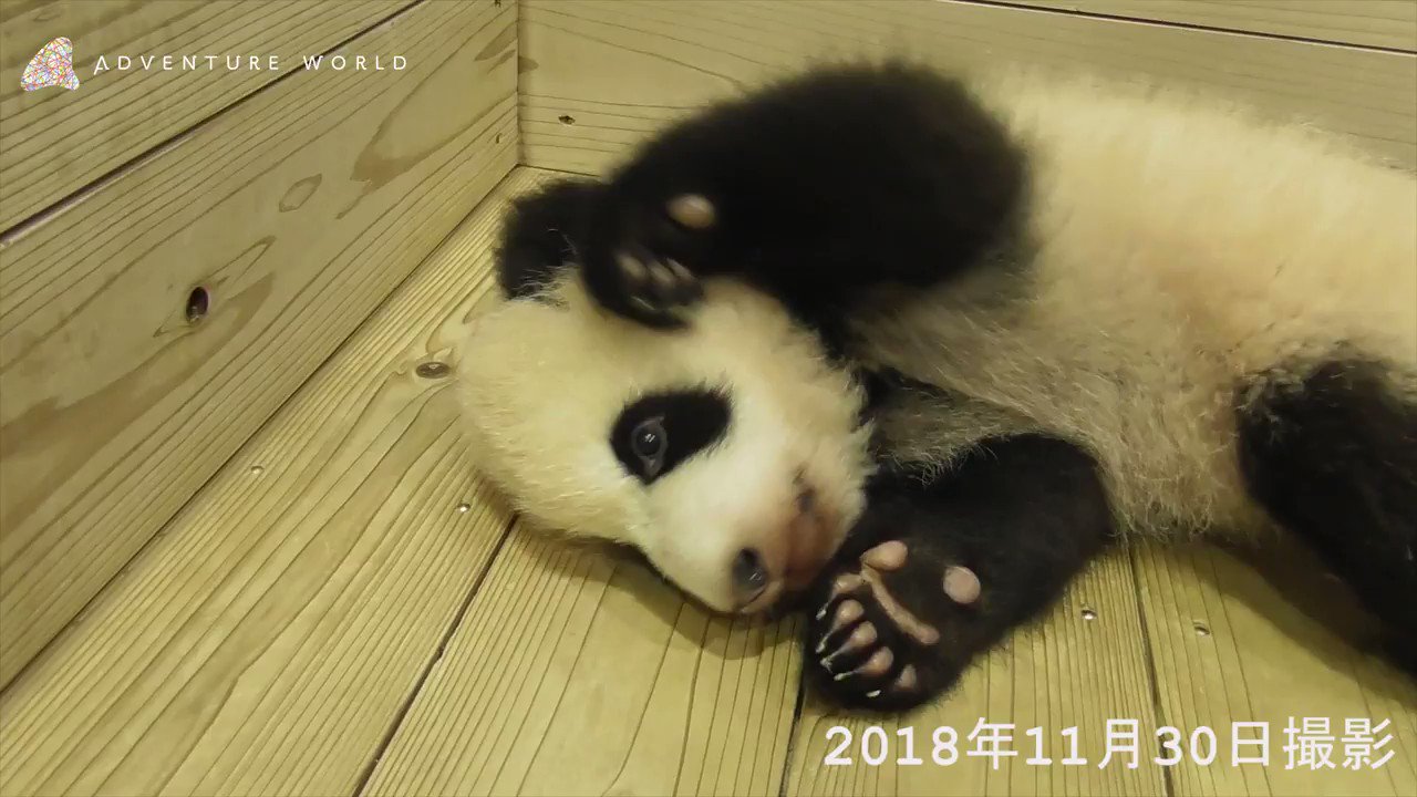 アドベンチャーワールド 公式 パンダの赤ちゃんはただいま歩く練習中 後肢を一生懸命動かし 踏ん張ろうとする赤ちゃん ですが 最後はまんまるのお団子に 108日齢 11月30日 の体重 5 085 G 出生時 75g アドベンチャーワールド パンダの赤ちゃん名前