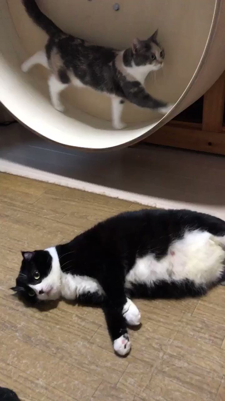 ネコまにあ家《13匹の猫達》 on X: 