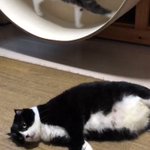 太る猫と太らない猫の違い 猫さんのための回し車で運動する猫さん 微動だにしない猫さん という個性 これほど身に沁みる動画があっただろうか Togetter 太る猫と太らない猫の違い 猫さんのための回し車で運動する猫さん 微動だにしない猫さん という個性 これほど身に沁みる動画があっただろうか Togetter