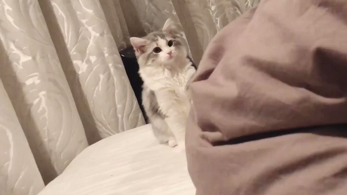 ゴロゴロ言うとそばに来るんだけど、ちょっと音が低かったのかきょろきょろされてしまった