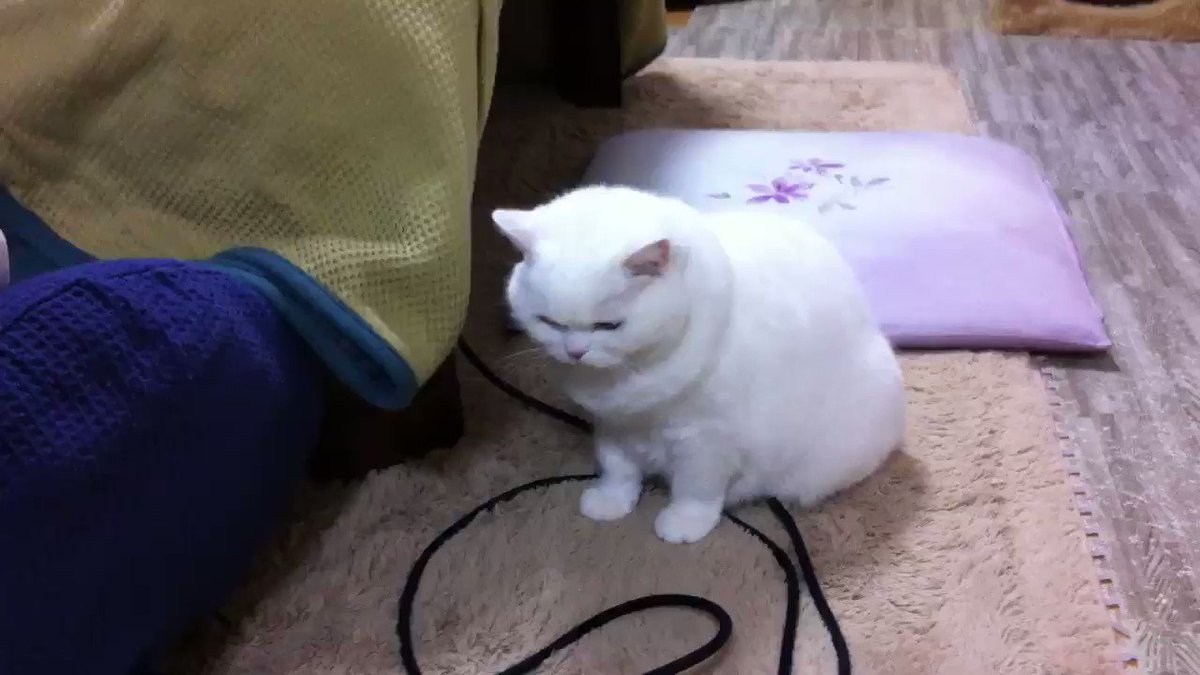 うらちゃん 亡くなる前の晩 うらちゃんに 今までたくさん遊んだね なんの遊びが一番楽しかった 考えといてね って話しかけました 次の日にいなくなるなんて思わずに その時うらちゃんが 全部楽しかった 選べないよ と言ったような気がして