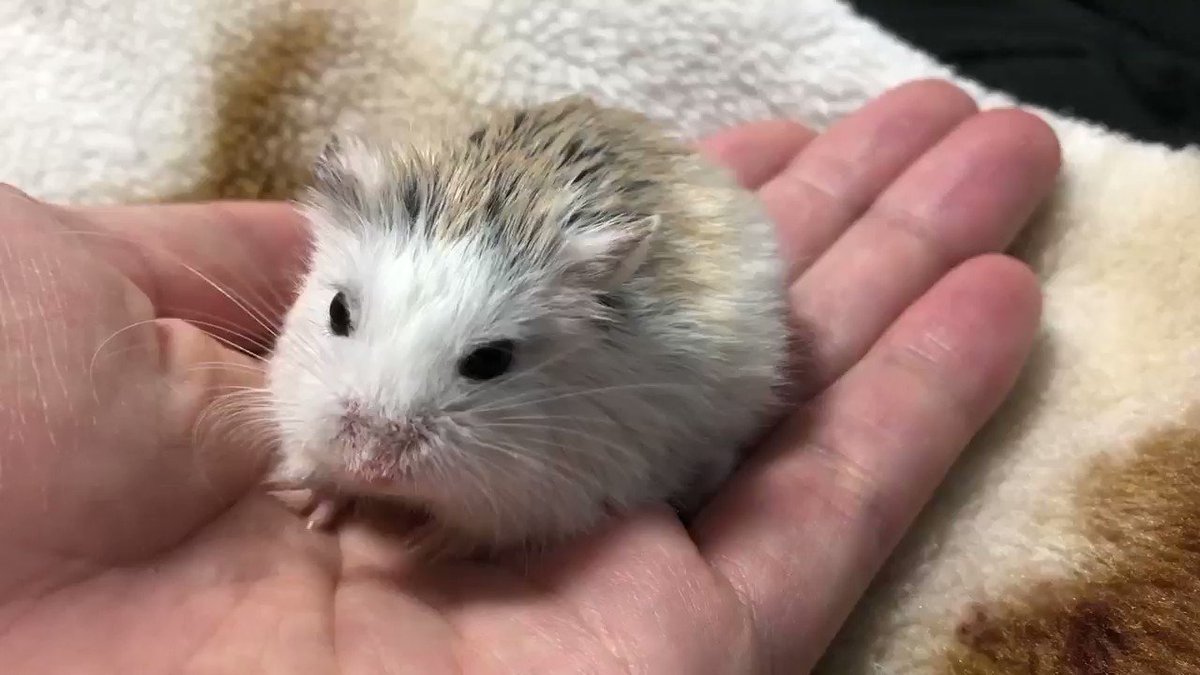 クイック出荷 No.1561 ジャンピング猫 ハロウィン - nbqc.cz