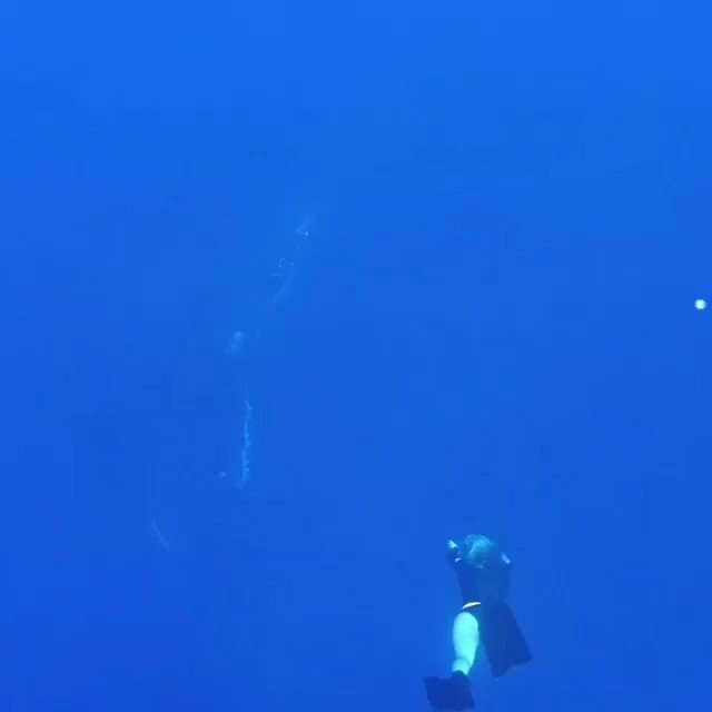 Whale_Life_US (@Whale_life_us) on Twitter photo 2018-12-11 02:17:47 🎥 Video by @brinkleydavies #whale #whales #conservationist #marinebiologist #whalewatch #savingspecies #ecosystem 🎥 Video by @brinkleydavies #whale #whales #conservationist #marinebiologist #whalewatch #savingspecies #ecosystem
