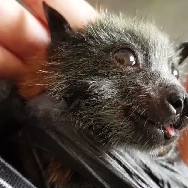 Happy Tuesday with this cute baby bat 💜
Protect #WildLife 🌏
#SlashProtectAnimals #SlashWildLife 🐾