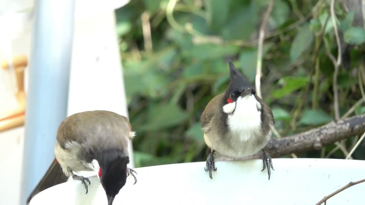 咕咕斑鳩 喝水中 コウラウン 紅耳鵯 野鳥https T Co Gpnxyewvad Twitter
