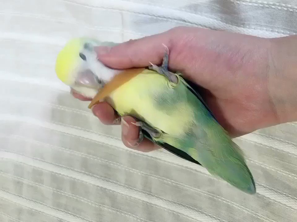インコはなつくのか 実際に飼ってみた結果