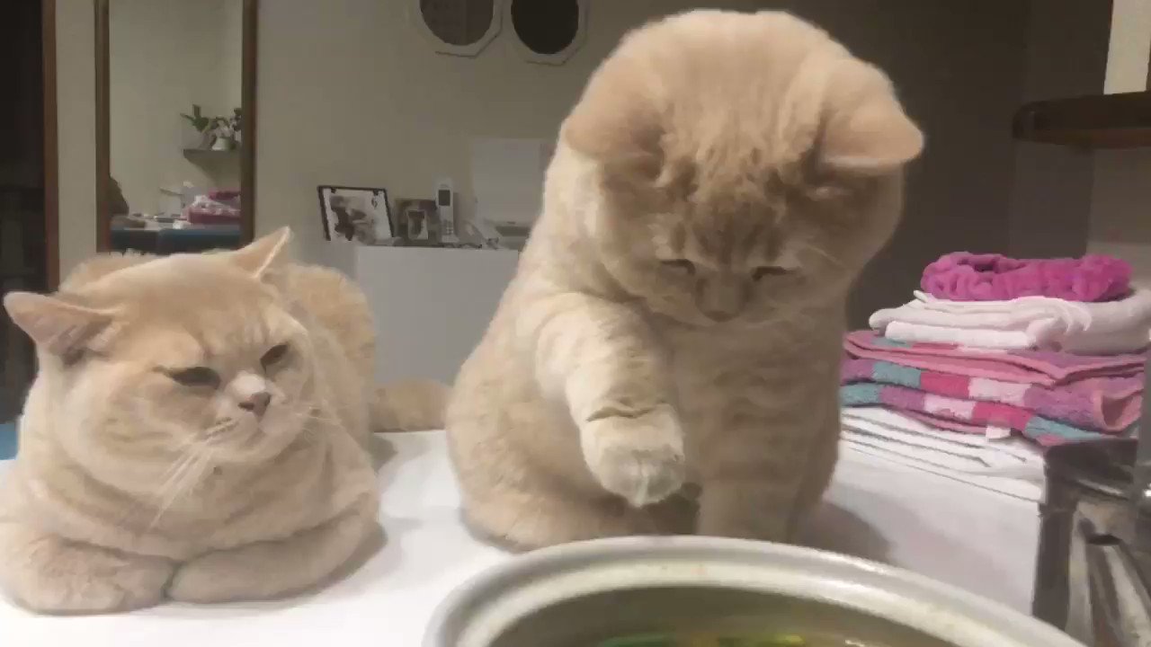 仲良し猫鍋♡ ひんやり猫鍋 2021 – にゃんぱら