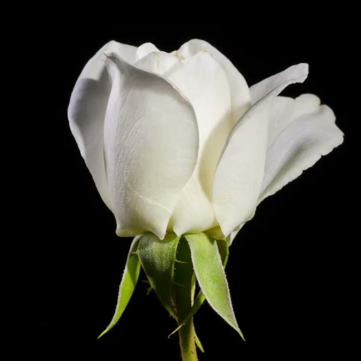 Today we remember the 14 young women whose lives were senselessly lost in a mass-shooting at l'École Polytechnique de Montréal #December6