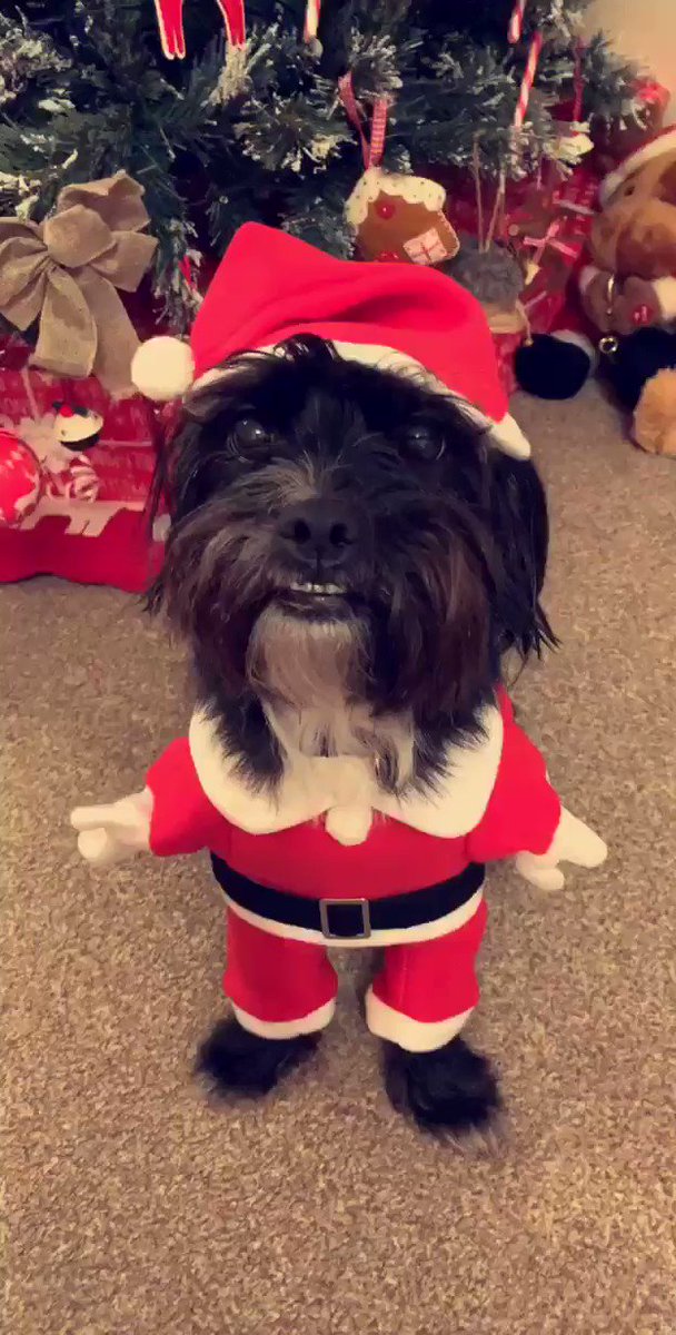 Cannae stop laughing at the dug in his Christmas outfit hahahahahahaha