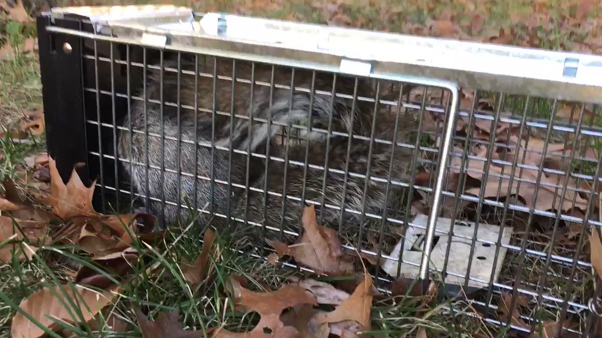 My neighbor captured a squirrel 🐿
Retweet if I should let it go