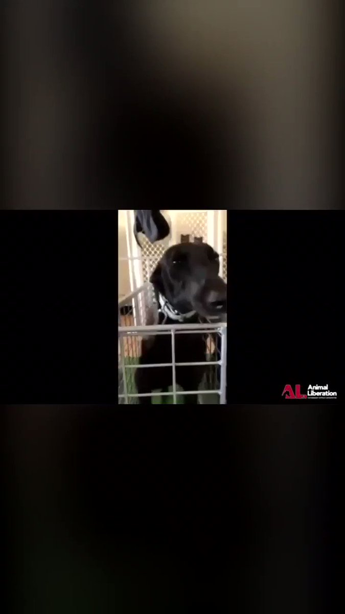 Bella Lack 🌱 (@BellaLack) on Twitter photo 2018-12-10 09:31:42 The reality of greyhound racing... Distressing to watch, unbearable to endure. Please share. @rickygervais The reality of greyhound racing... Distressing to watch, unbearable to endure. Please share. @rickygervais