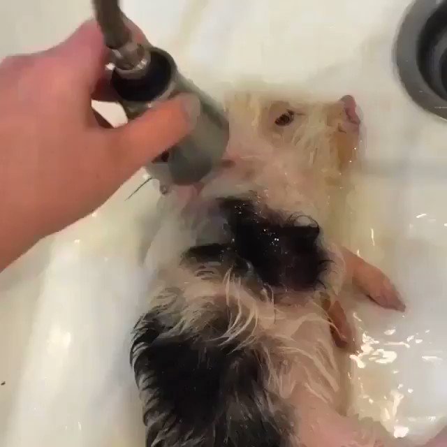 Nikki Glaser (@NikkiGlaser) on Twitter photo 14/08/2019 06:20:58 Just a reminder that your favorite breakfast food enjoys gentle baths. Just a reminder that your favorite breakfast food enjoys gentle baths.