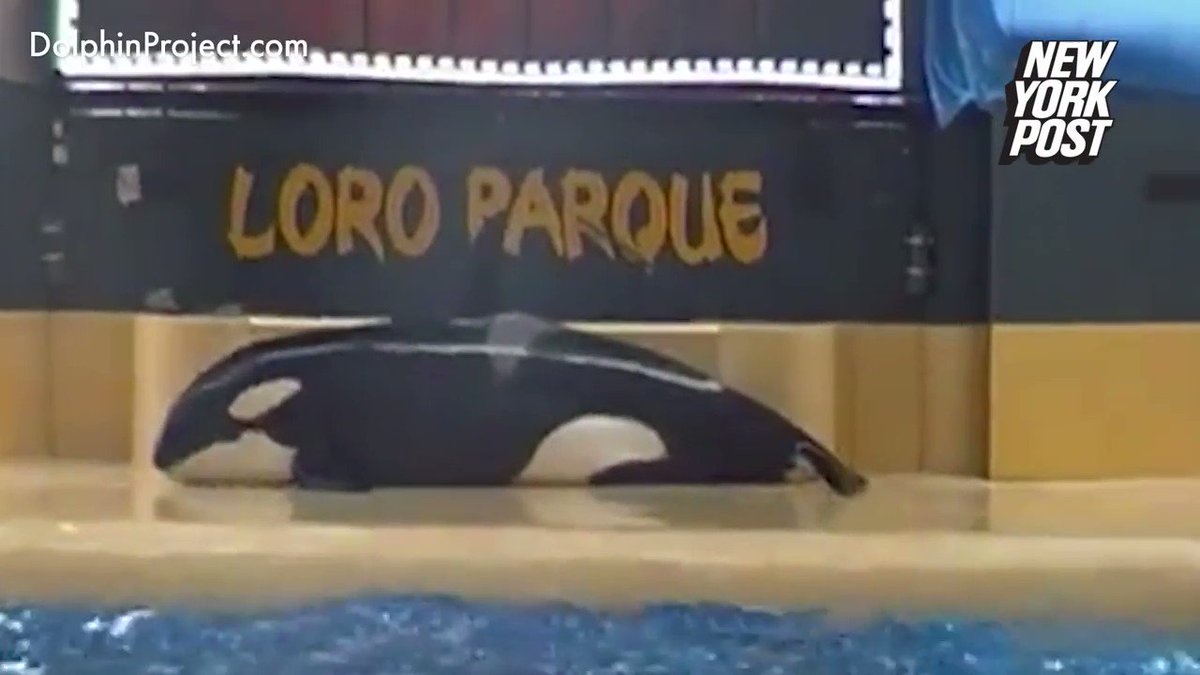 #TUI sell tickets to watch this 👉 #Morgan hasnt been happy in #LoroParque She cried for weeks, huddled in a corner. She was attacked and bullied. She has shown very visible signs of distress. Now they take her calf #OpSeaWorld