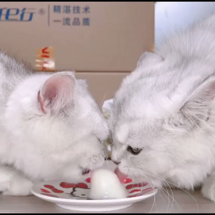 2 cats 1 purrding