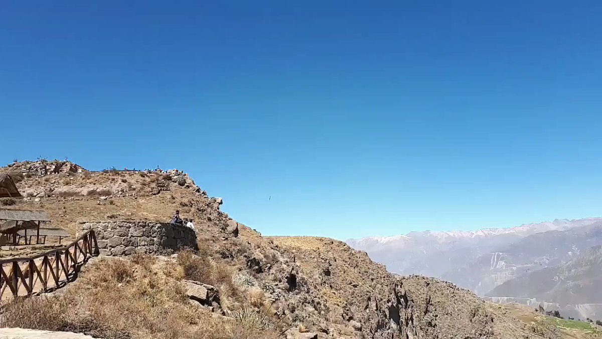 Sad to leave #Espinar, but happy to see a #condor NoW:) @ #Canyon de #Colca #chivay #Arequipa #FIESTA
#Inmaculada #caminomayutinkuy #Suykutambo #Peru #peruvianculture #travel #travelinspires @Havenlust @Travelers_Todos @vakantaseren @luxury__travel
http://Espinarperu.com