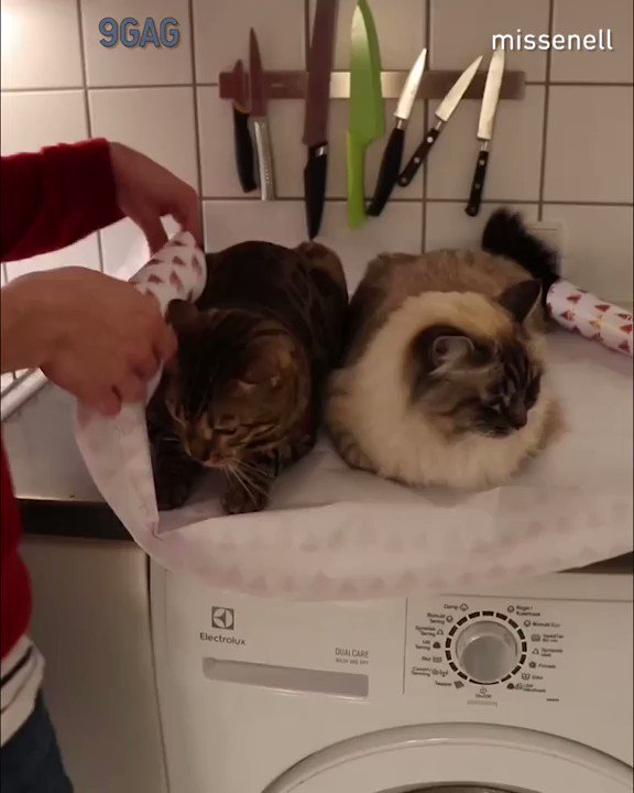 How to wrap your cats for Christmas 🎁
Congrats to @missenell on becoming #9GAGFunOff week 5 winner!
Submit your videos to https://funoff.9gag.com to win $10,000 USD and get famous!