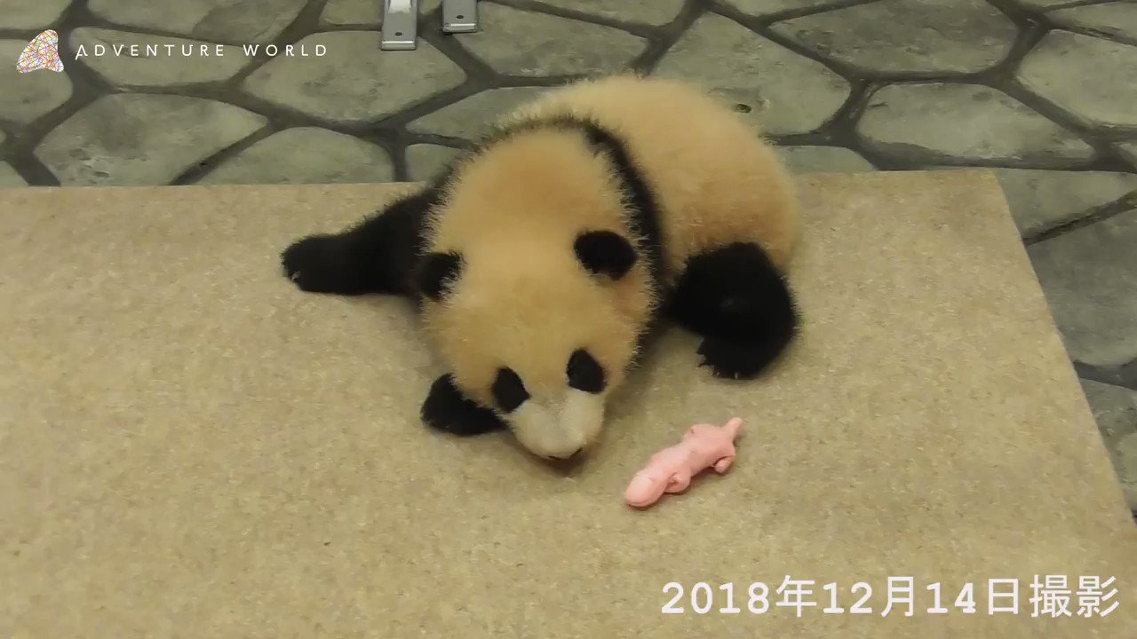 廃盤 入手困難 アドベンチャーワールド 赤ちゃんパンダ誕生記念 特大