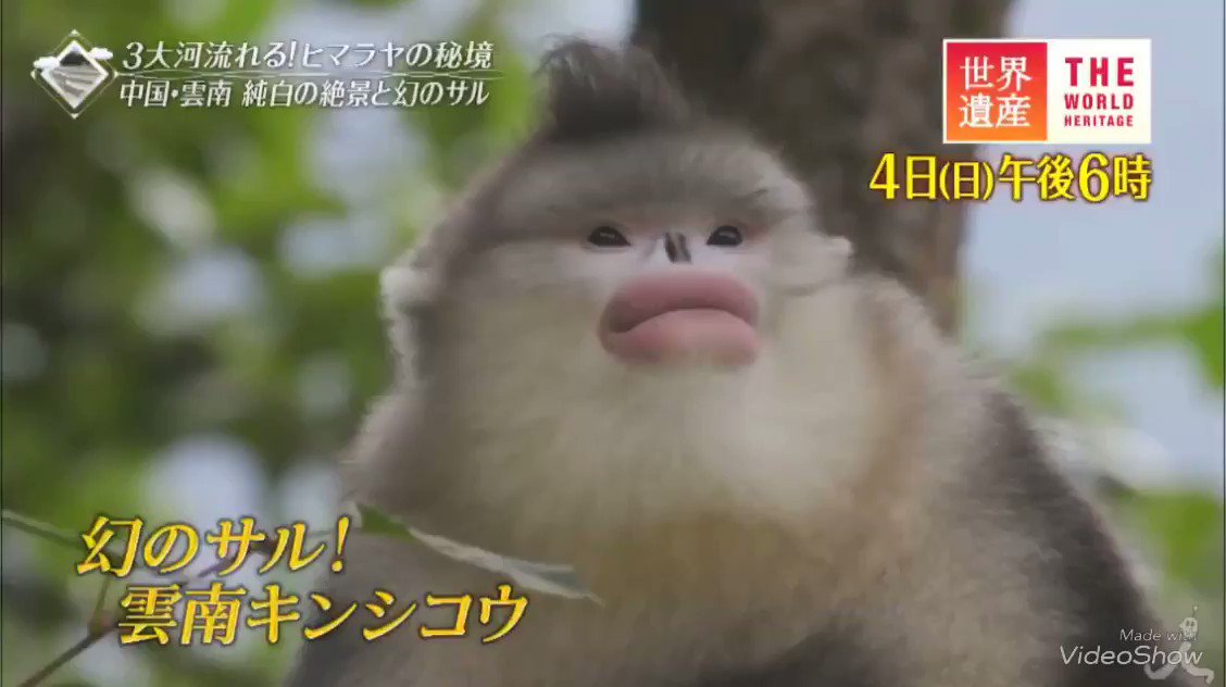 まろん 最近キンシコウって呼ばれる