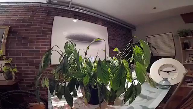 Carl Forrest (@CarlForrest) on Twitter photo 2018-12-19 08:59:00 8-hour time lapse of a droopy plant after being watered 8-hour time lapse of a droopy plant after being watered