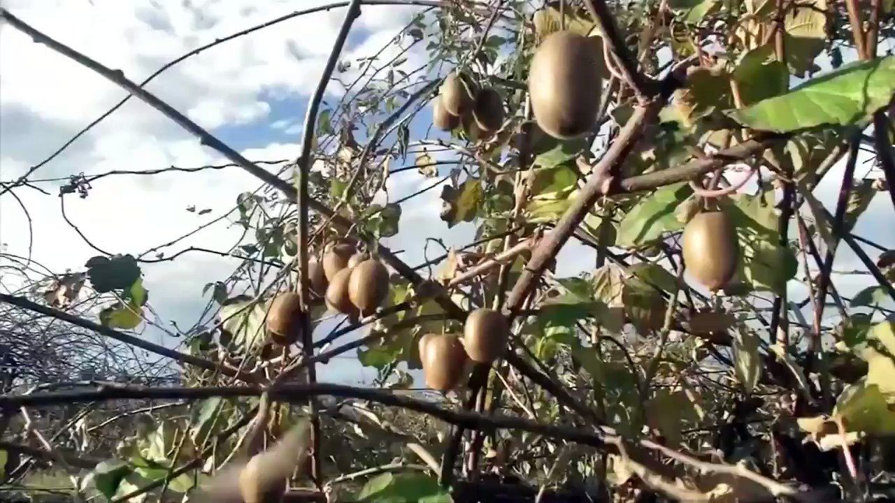 Какой фрукт не успевает созреть в сочи. Киви растет в Краснодаре. Растение киви в Краснодарском крае. Киви выращивают в Краснодаре. Дерево киви Краснодарский край.