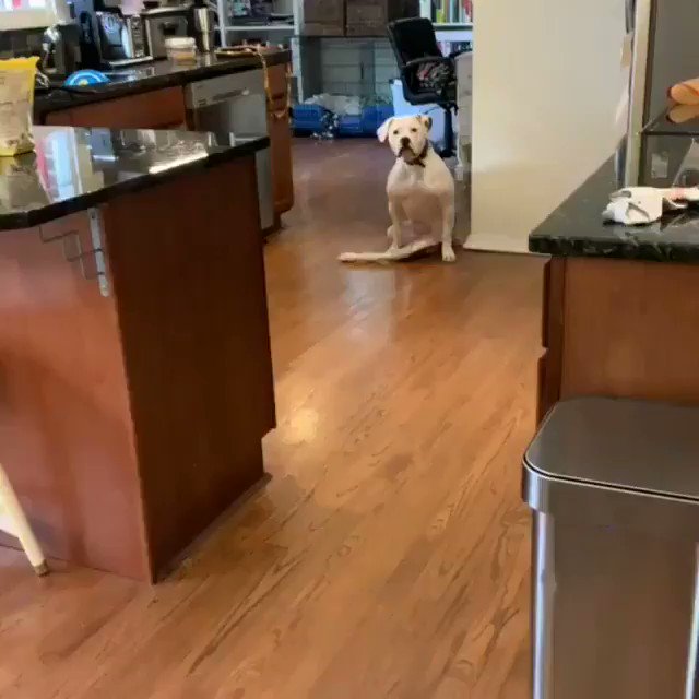 Nada le gusta más que salir a pasear 😍😍😍