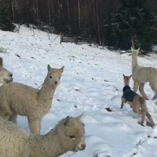 Alpacas playing in the Snow πβοΈ