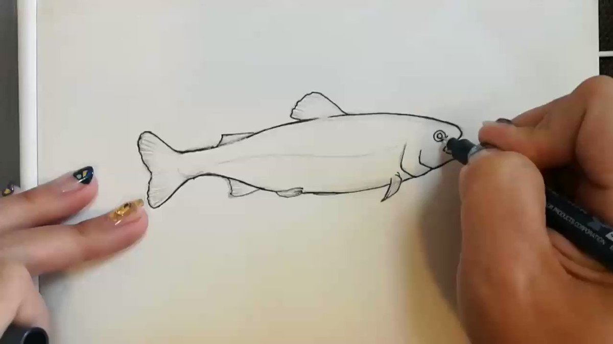じぶんコインで おととごと ゆかっぺさんにニジマスのイラストを描いてもらった話 ガールズ世代を超えた女性釣りビギナーのための 釣り女部