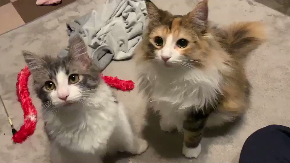 🐈🐈