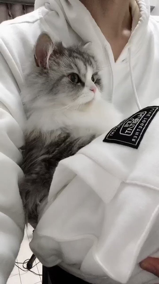 お返事キャット🐱