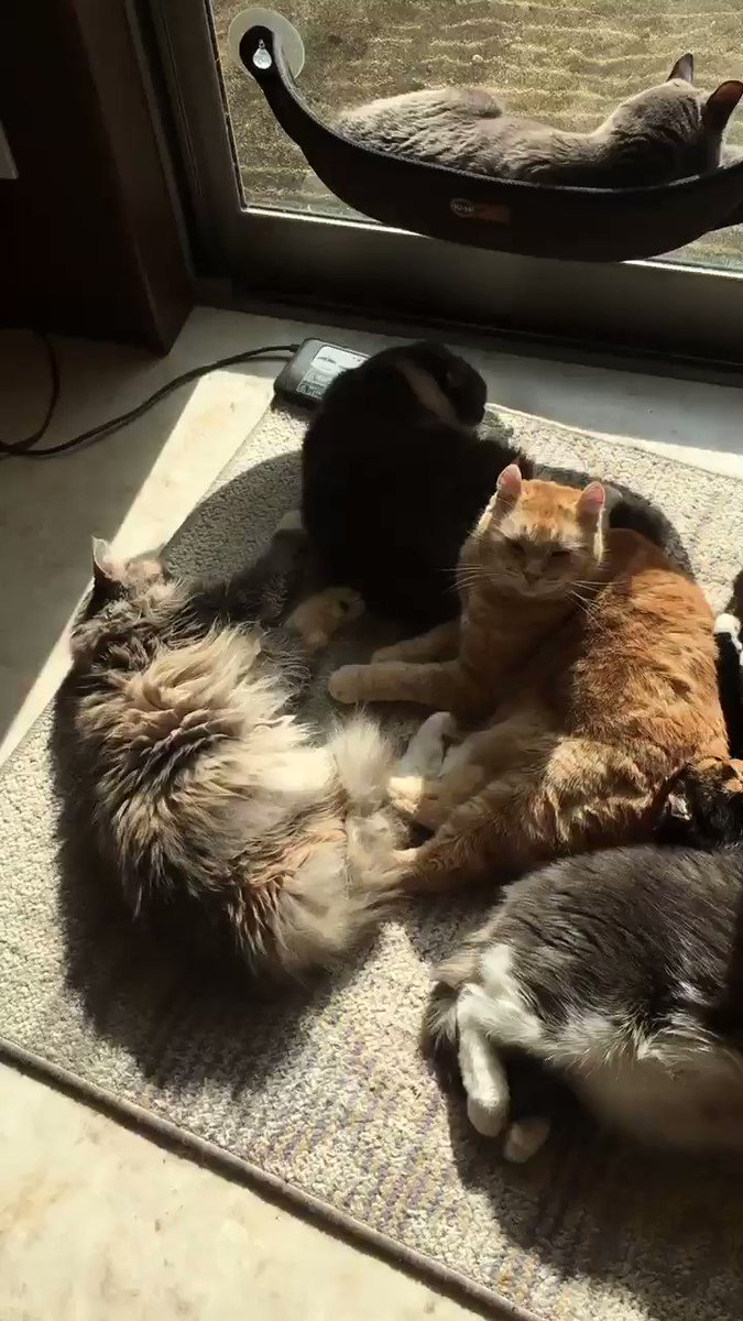 22年版 広島でおすすめの猫カフェ11選 あなたも癒されてみませんか 猫カフェナビ 22年版 広島でおすすめの猫カフェ11選 あなたも癒されてみませんか 猫カフェナビ