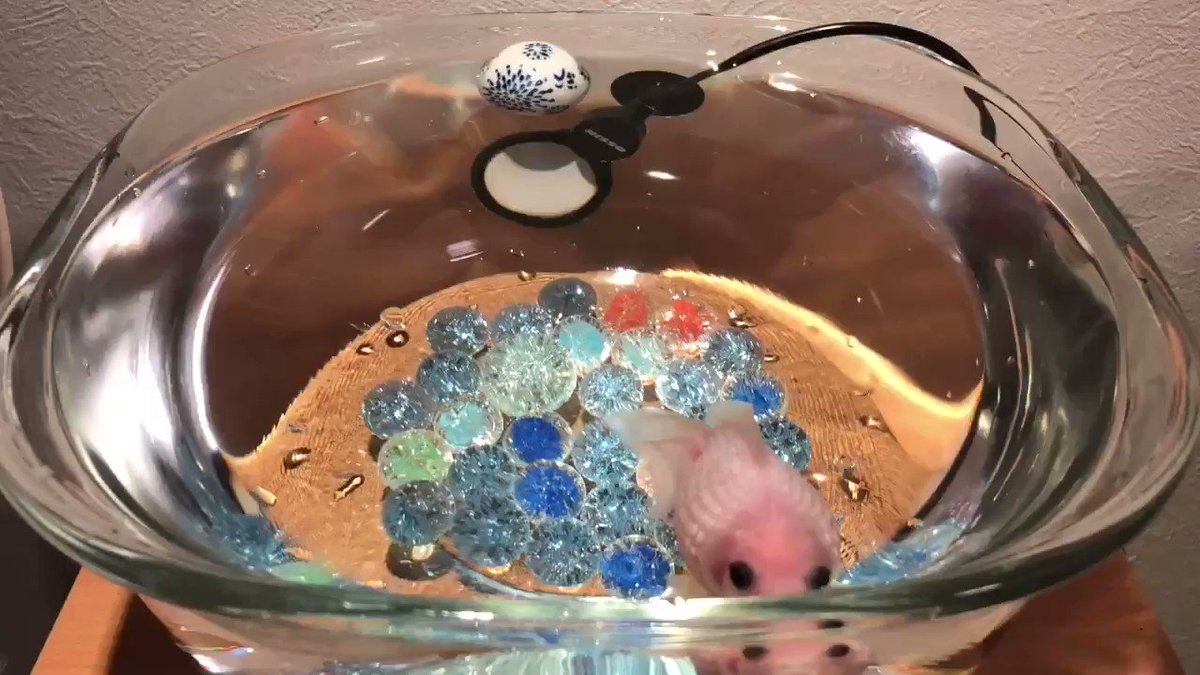 どんぶり金魚とは 本当に長生きできるのか ページ 3 Aruna アルーナ No 1ペット総合サイト どんぶり金魚とは 本当に長生きできるのか ページ 3 Aruna アルーナ No 1ペット総合サイト