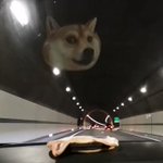 トンネルに入る度に犬の顔が反射