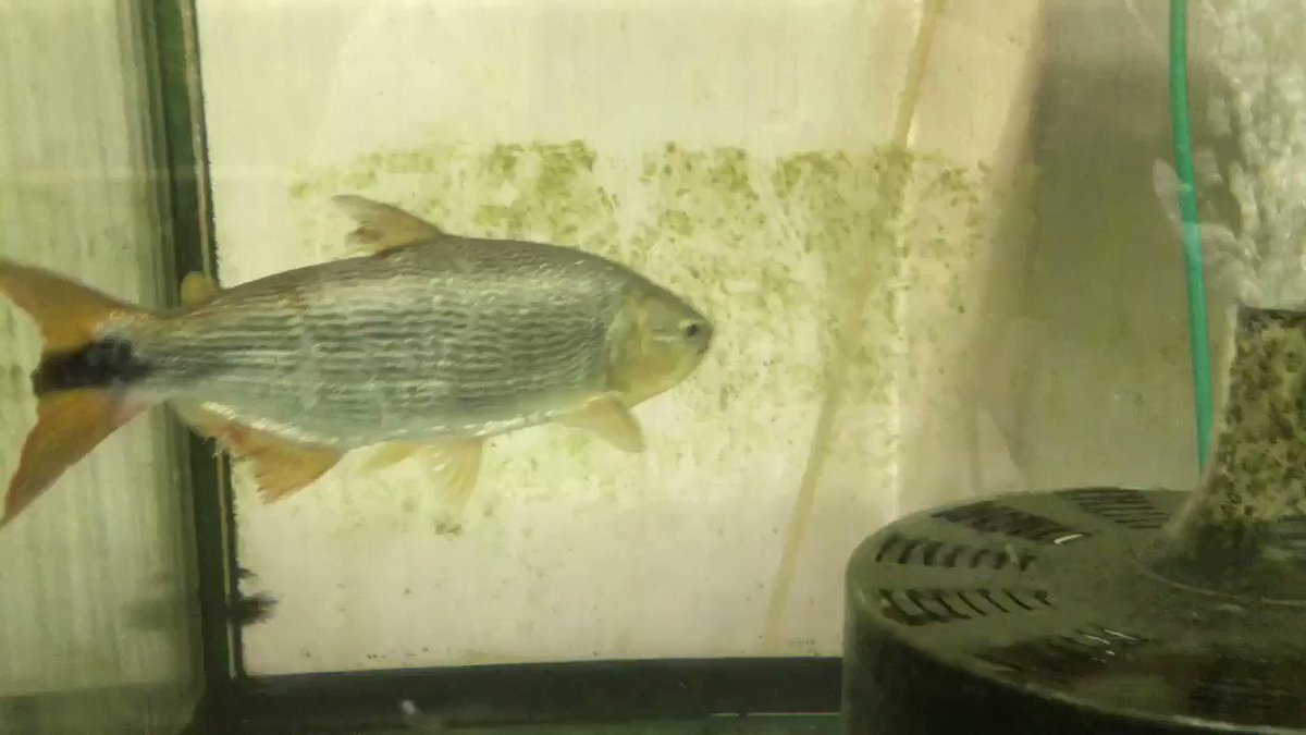 南米の怪魚 ドラド はどんな魚 名前の由来や特徴 釣り方などをご紹介 暮らし の