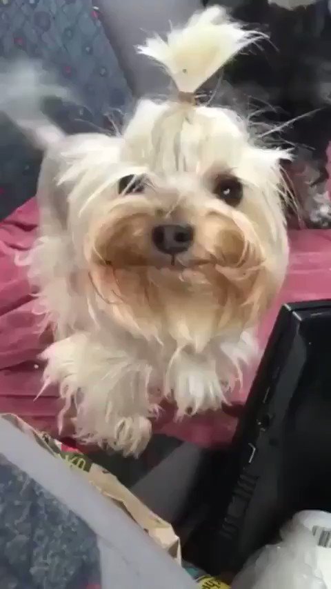 dog sorrindo pra alegrar seu dia