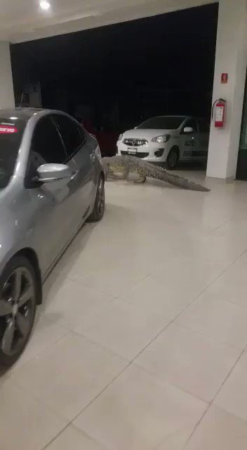 Video insertado