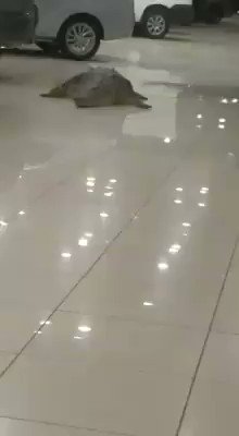Video insertado