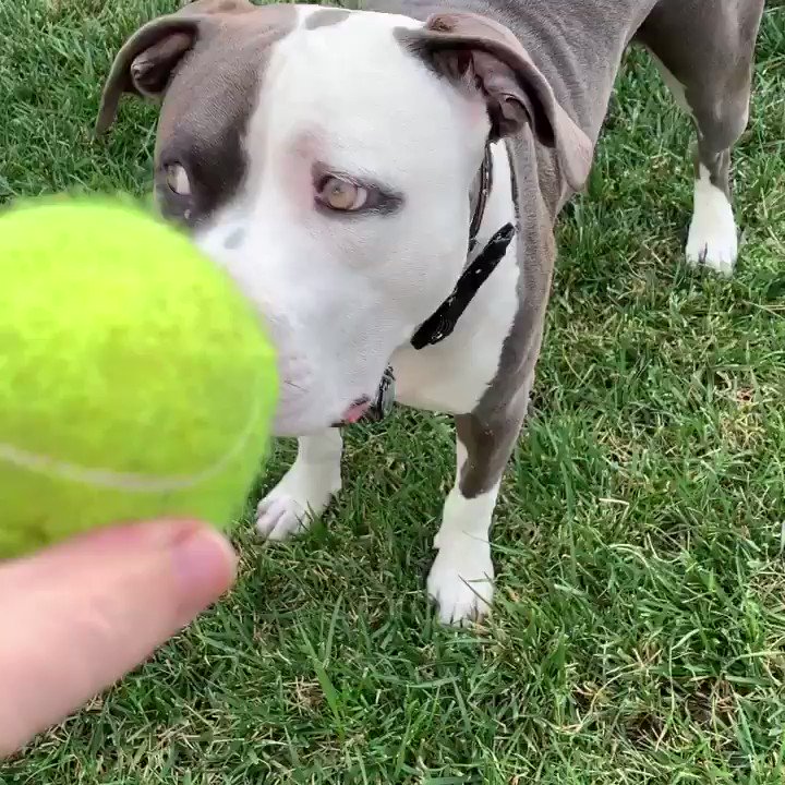 Brad Williams on Twitter "My dog Diego is really good at fetching