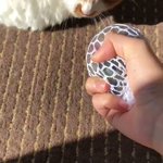 集合体恐怖注意 握るとカラフルな中身が出てくるおもちゃ スクイーズボール が猫さんに不評 なんか不安になるなこのおもちゃ Togetter 集合体恐怖注意 握るとカラフルな中身が出てくるおもちゃ スクイーズボール が猫さんに不評 なんか不安になるなこのおもちゃ Togetter