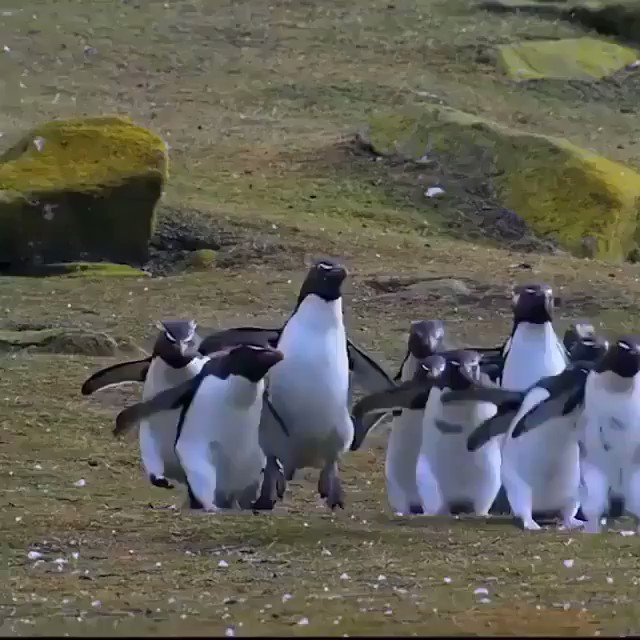 Massimo on Twitter: "A group of penguins in the water is called a raft