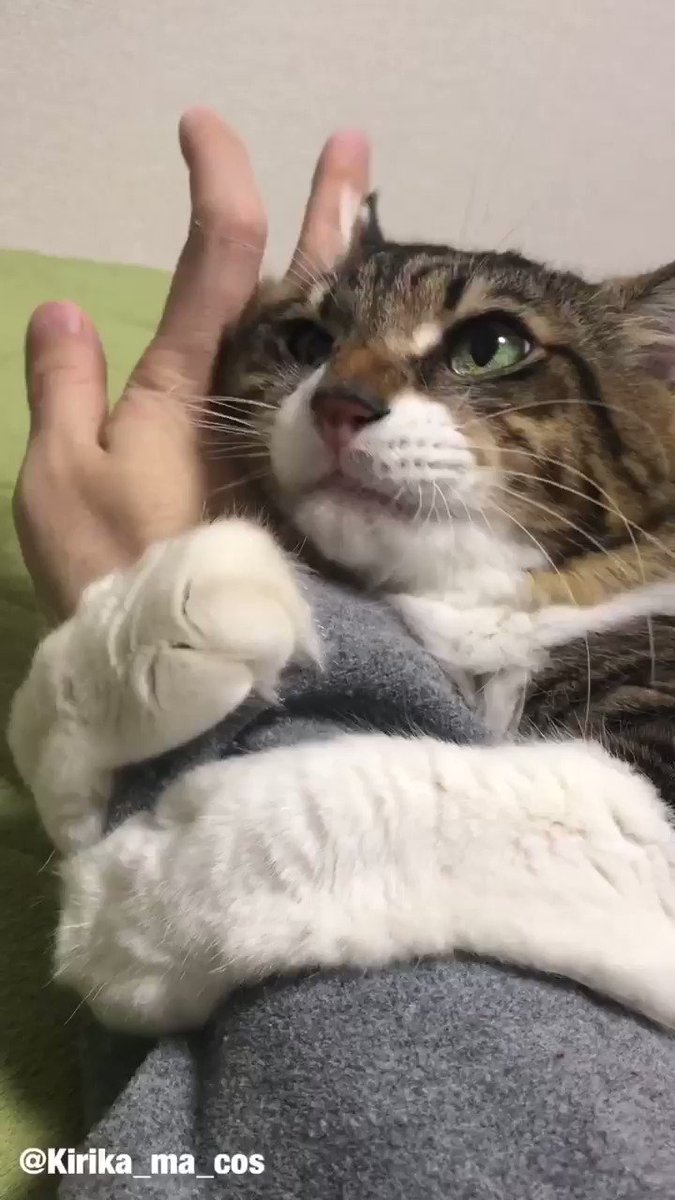ずっと一緒にいてにゃー 腕に抱きつく猫ちゃんが飼い主さんを遅刻させるレベルでかわいい ねとらぼ