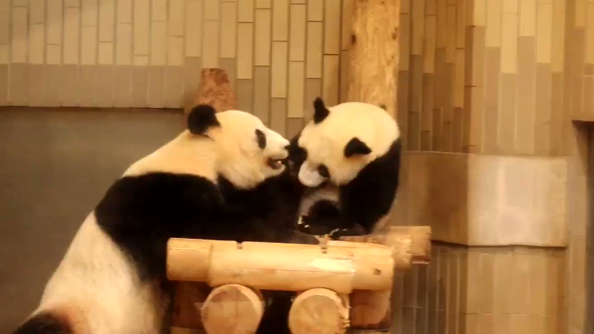 どこで会える ジャイアントパンダのいる日本の動物園 Skyticket 観光ガイド