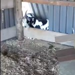 思ったより高かった板に驚き固まるヤギさんw
