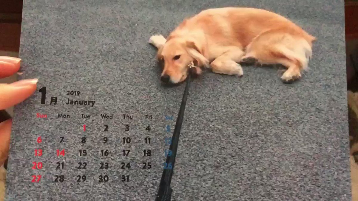 今年のカレンダーは365日散歩拒否してるうちの犬 話題の画像がわかるサイト 今年のカレンダーは365日散歩拒否してるうちの犬 話題の画像がわかるサイト