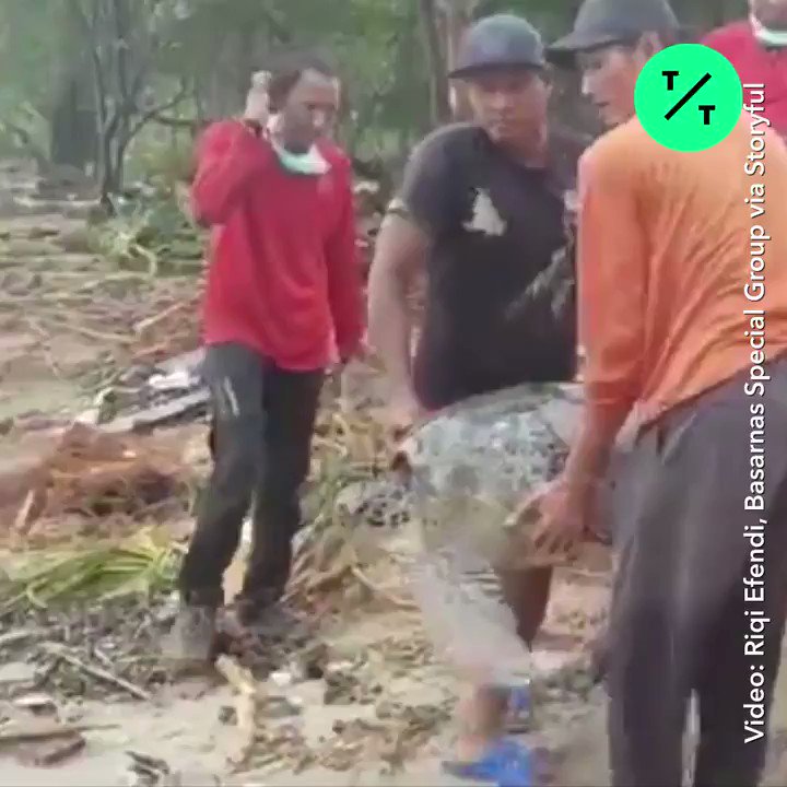Welcome back to the ocean: Rescue workers return turtles to the sea after being stranded inland by a tsunami in Indonesia