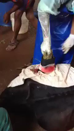 Plastic Cows Dying a Slow & Painful Death's photo on Bulls