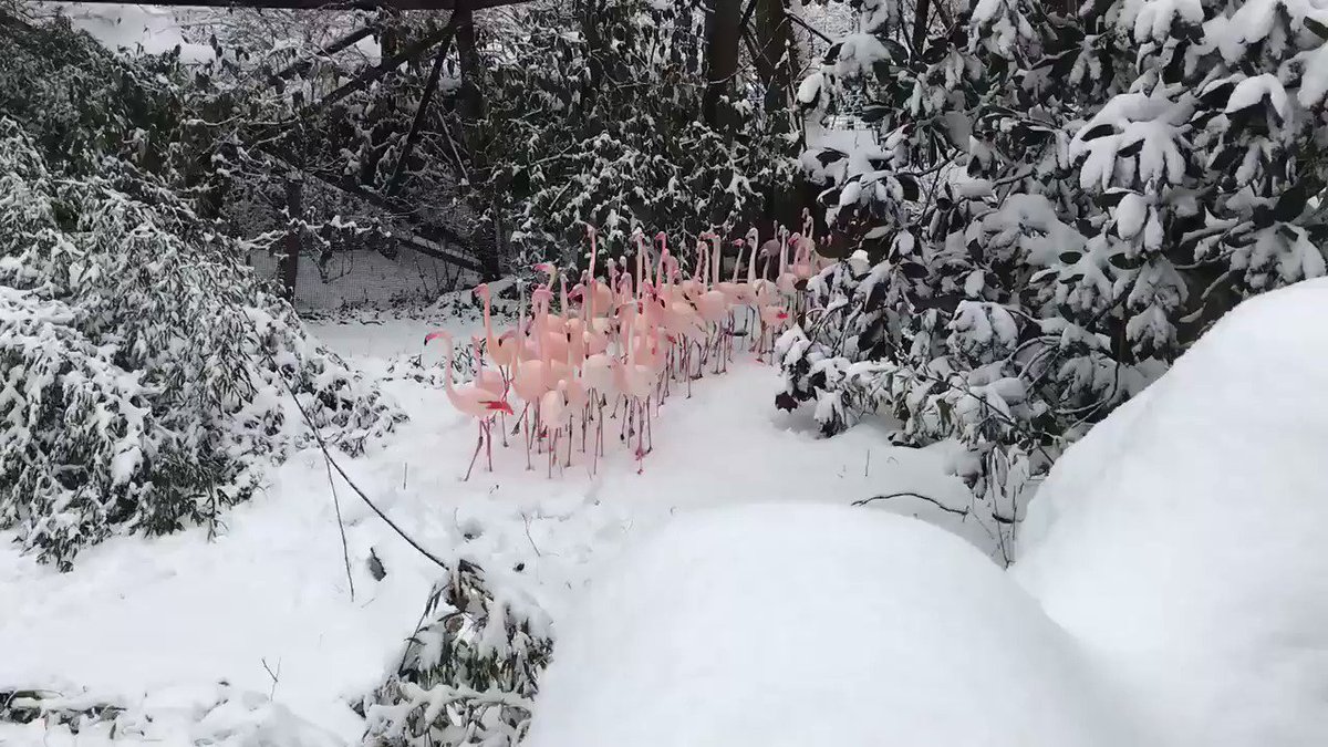Flamboyance of flamingos! #birdsareawesome