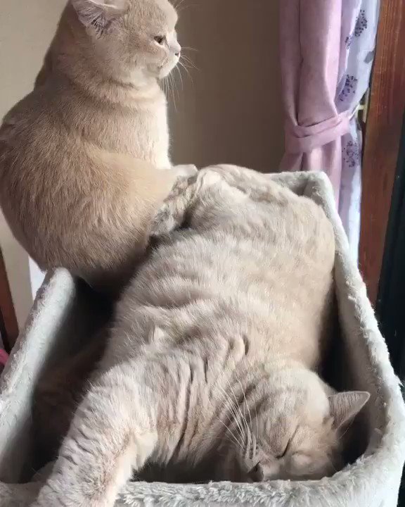狭くてもお姉ちゃんとくっ付きたい ぽてと