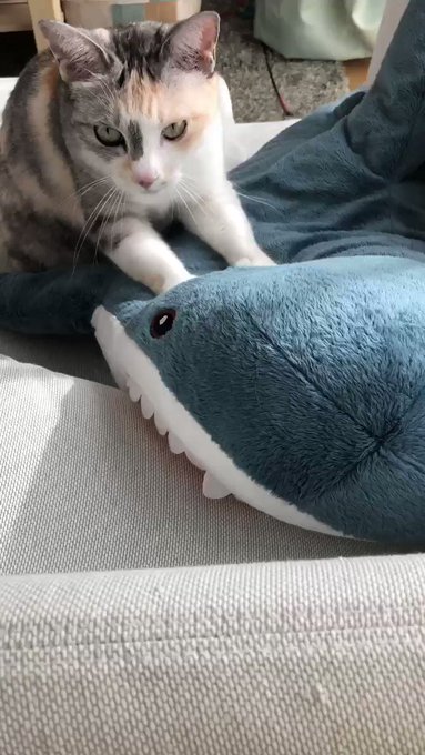 猫好き の評価や評判 感想など みんなの反応を1日ごとにまとめて紹介 ついラン