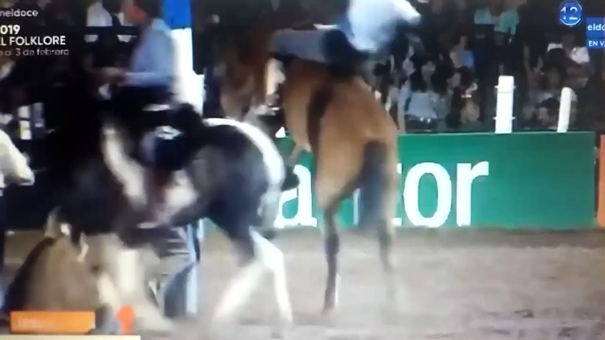 #FestivalPais19 el animal accidentado murió a causa de un infarto despues de un duro golpe con el palenque.